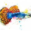 Guppy, Rainbow fish