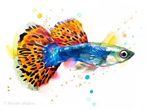 Guppy, Rainbow fish