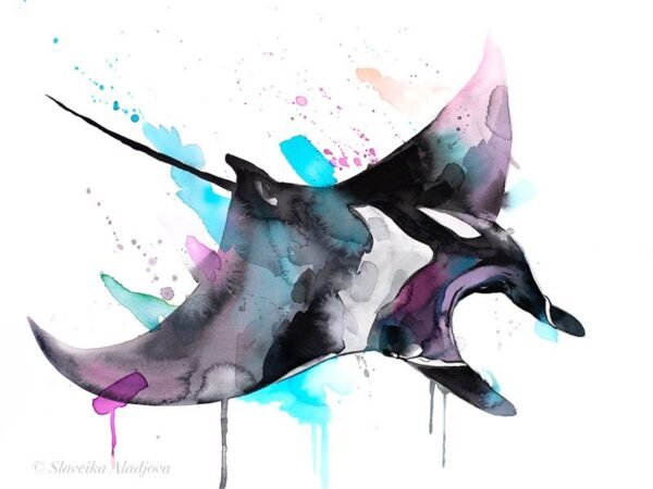 Giant Manta Ray, Mobulidae