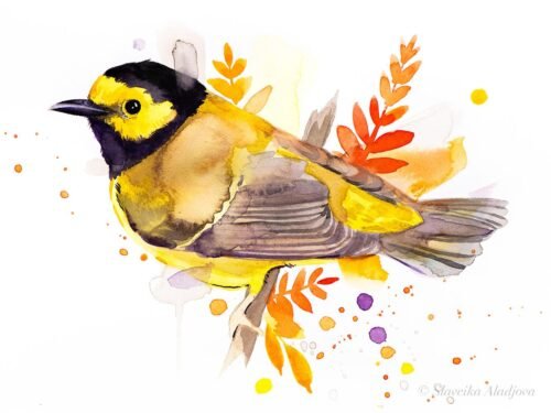 Hooded warbler