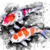 Black and white Koi
