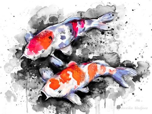 Black and white Koi