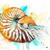 Chambered nautilus