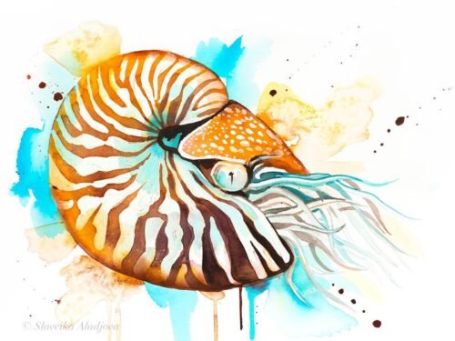 Chambered nautilus