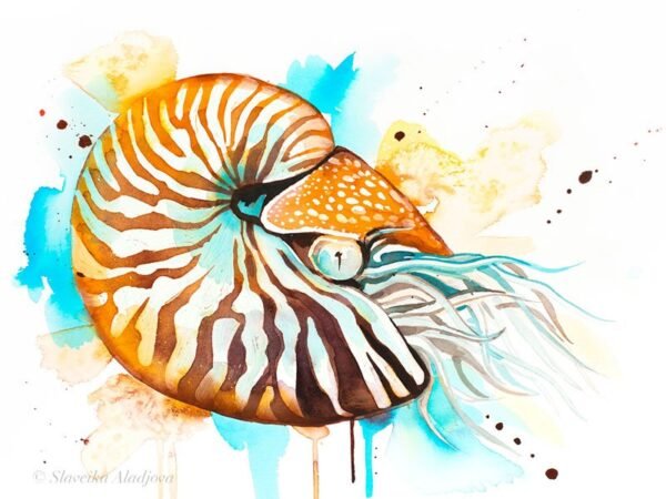 Chambered nautilus