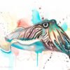 Common Cuttlefish Common Cuttlefish