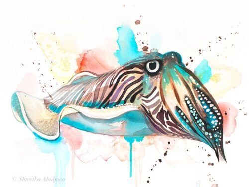 Common Cuttlefish