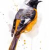 Hodgson's Redstart