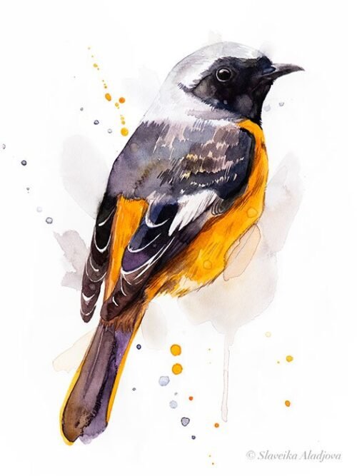 Hodgson's Redstart