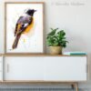Hodgson's Redstart