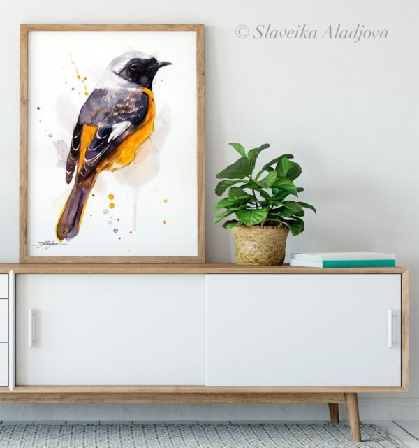 Hodgson's Redstart