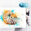 Chambered nautilus