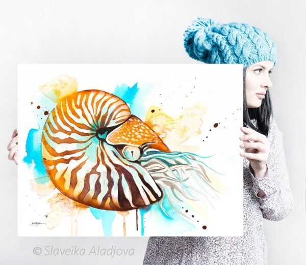 Chambered nautilus