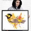 Hooded warbler