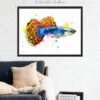 Guppy, Rainbow fish