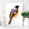 Hodgson's Redstart