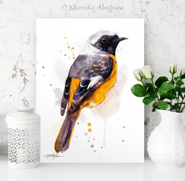 Hodgson's Redstart