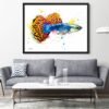 Guppy, Rainbow fish