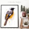 Hodgson's Redstart