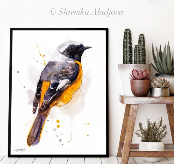 Hodgson's Redstart