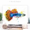 Guppy, Rainbow fish