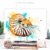 Chambered nautilus