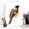 Hodgson's Redstart