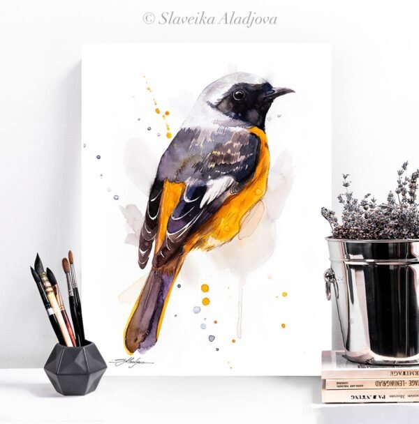 Hodgson's Redstart