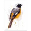 Hodgson's Redstart