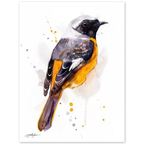 Hodgson's Redstart