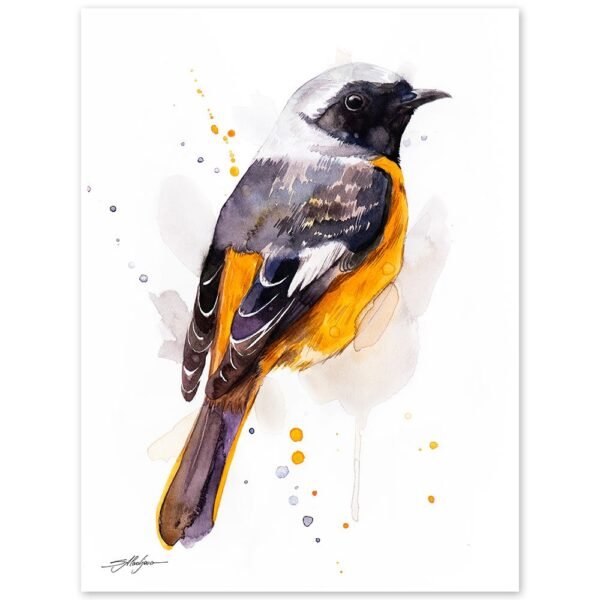 Hodgson's Redstart