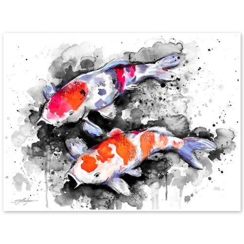 Black and white Koi