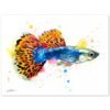 Guppy, Rainbow fish