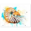 Chambered nautilus