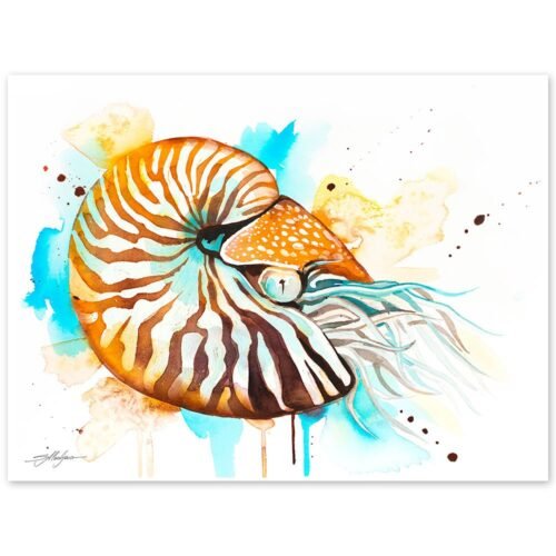 Chambered nautilus