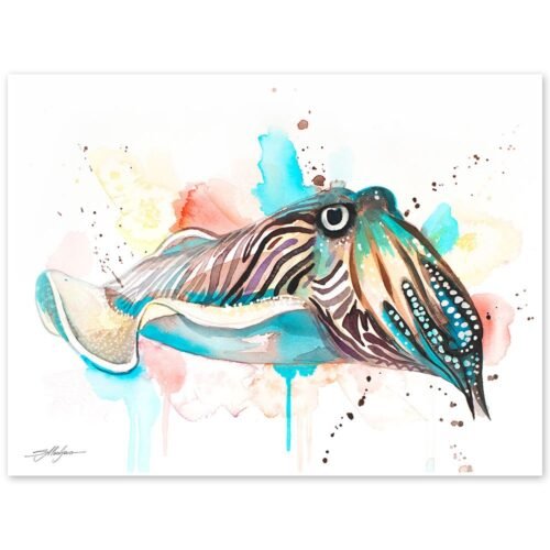 Common Cuttlefish