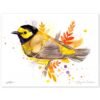 Hooded warbler