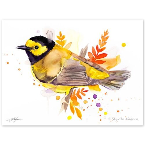 Hooded warbler