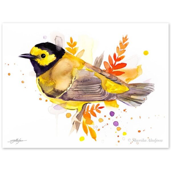 Hooded warbler
