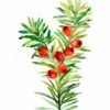 Christmas Yew Christmas Yew