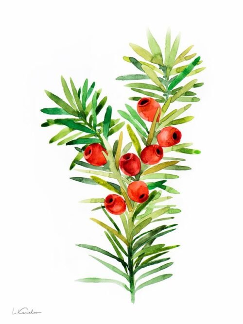 Christmas Yew