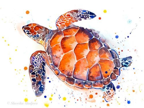 turtle