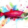 Sockeye salmon