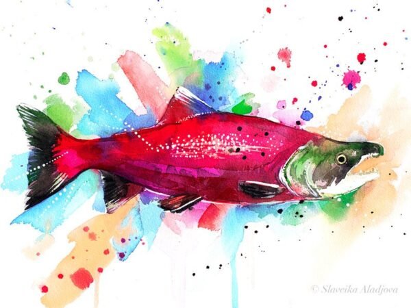 Sockeye salmon
