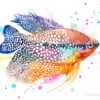 Pearl gourami