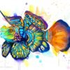 Synchiropus splendidus, Mandarinfish, Mandarin dragonet