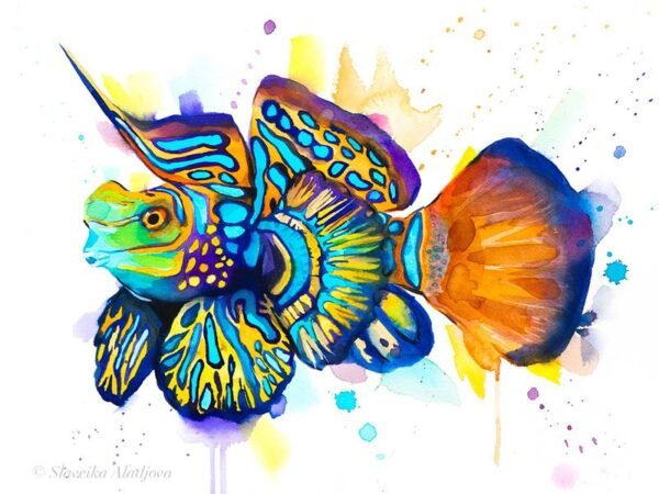 Synchiropus splendidus, Mandarinfish, Mandarin dragonet