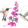 Ruby-Throated Hummingbirds Ruby-Throated Hummingbirds