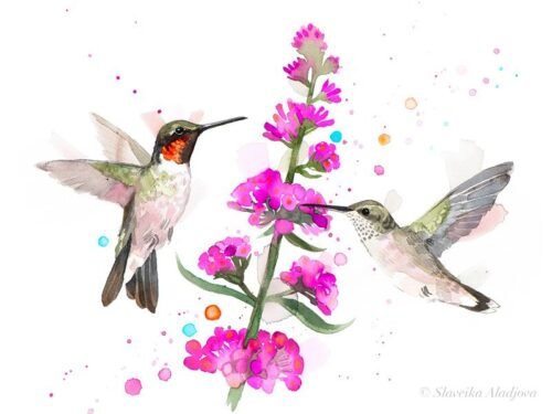 Ruby-Throated Hummingbirds