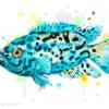 Electric Blue Jack Dempsey Cichlid